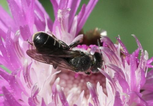 Réf. 185 969 : Chelostoma rapunculi